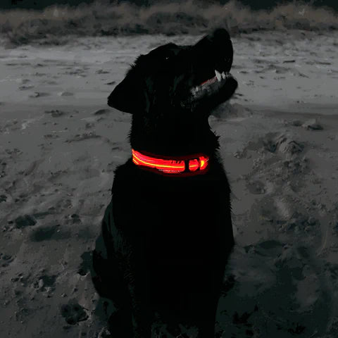 GlowPaw™ – Lichtgevende LED-hondenhalsband voor veilige avondwandelingen [50% Korting]