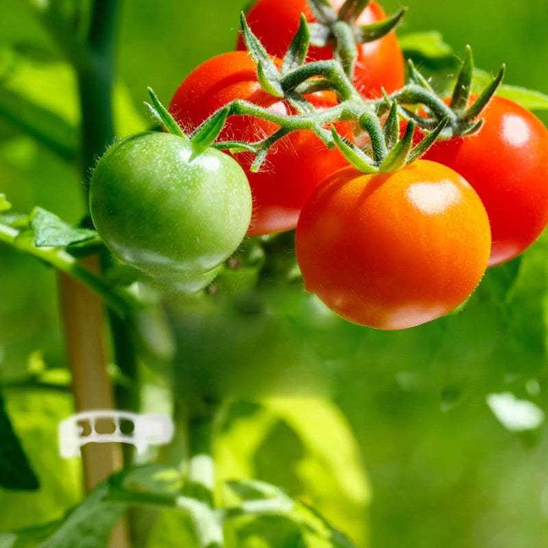 PlantGuard™ Plantensteunen – Zachte Clips voor Gezonde Plantengroei