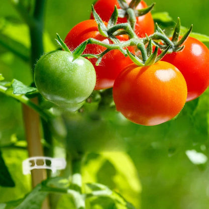 PlantGuard™ Plantensteunen – Zachte Clips voor Gezonde Plantengroei