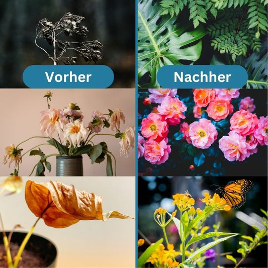 1 + 1 Gratis | Organic™ -  Planten weer tot leven brengen [Laatste dag korting]