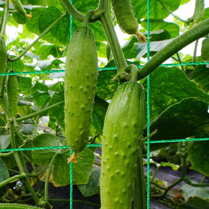 VerduraRise™ – A-Frame Rankgitter voor stabiele ondersteuning en krachtige plantengroei [50% Korting]