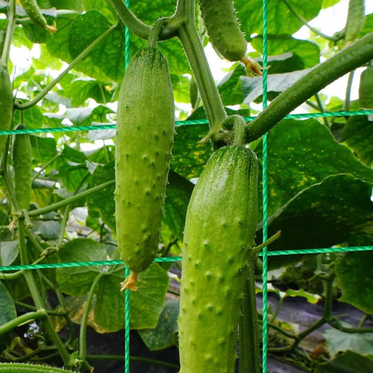 VerduraRise™ – A-Frame Rankgitter voor stabiele ondersteuning en krachtige plantengroei [50% Korting]