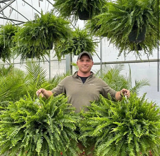 GreenGlow™ – Realistisch kunst Bostonvaren voor decoratieve groene ruimte-inrichting [50% Korting]