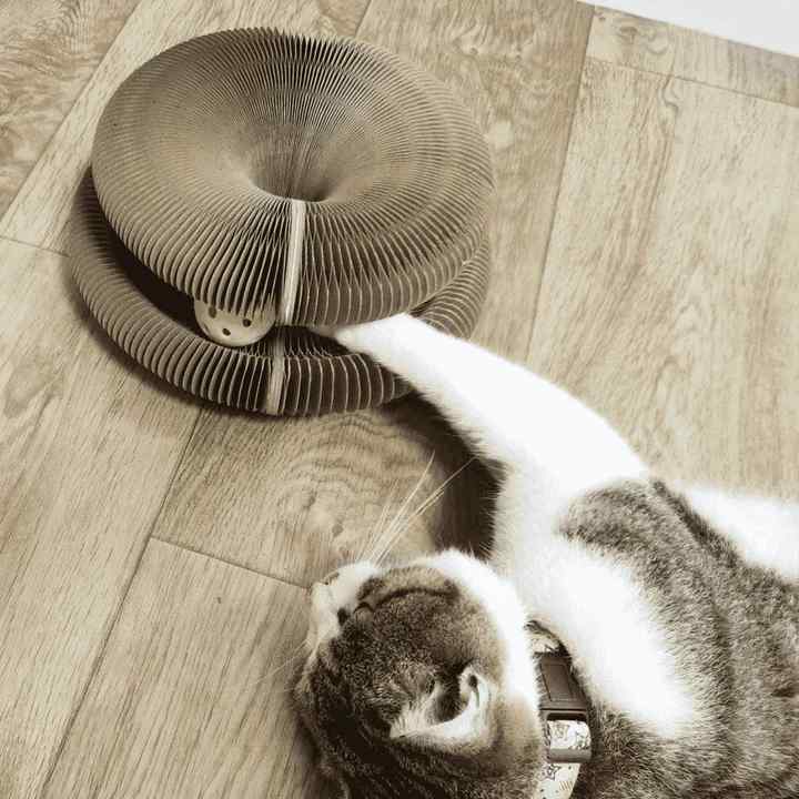 PetStory™ Innofatief Kattenspeeltje | VANDAAG 50% KORTING