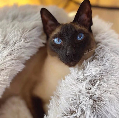 50% Korting | PetCave™ Comfortabele Mat voor Huisdieren [Laatste dag korting]