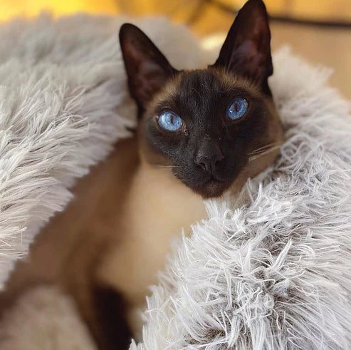 50% Korting | PetCave™ Comfortabele Mat voor Huisdieren [Laatste dag korting]