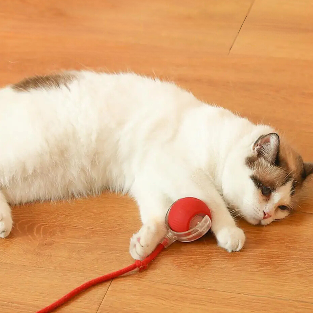 CatBall™ - Interactieve speelbal met staart voor katten [1 + 1 Gratis]
