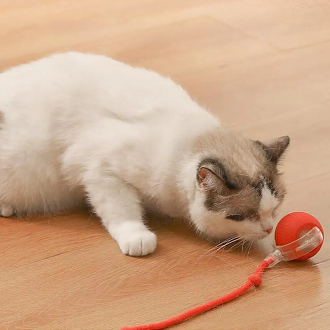 CatBall™ - Interactieve speelbal met staart voor katten [1 + 1 Gratis]