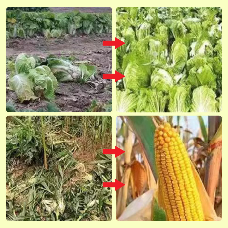 SolarGuard™ - Bescherm uw eigendom op betrouwbare wijze [1 + 1 Gratis]